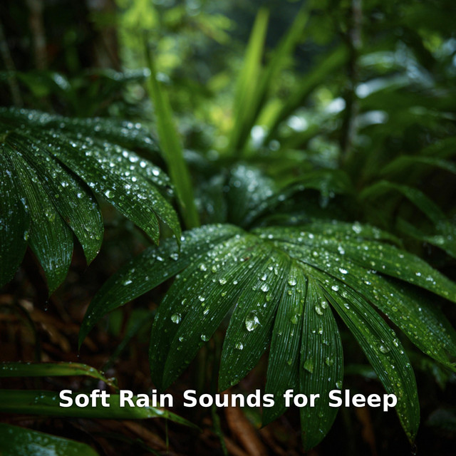 Cover of Soft Rain Sounds for Sleep by PDC RAIN