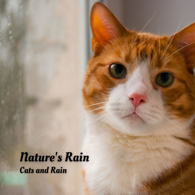 Nature's Rain: Cats and Rain cover art
