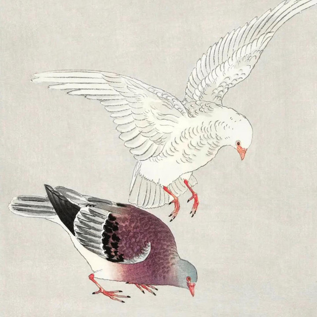 Pigeon
