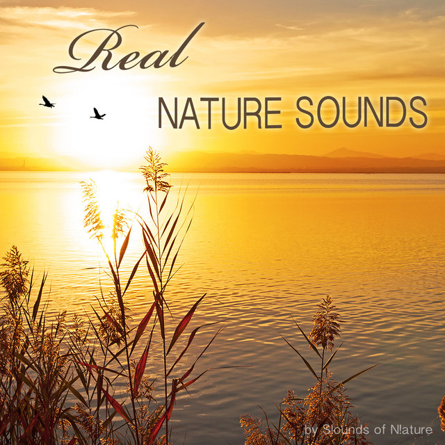 Real Nature Sounds - Album by Sounds Of Nature | Spotify