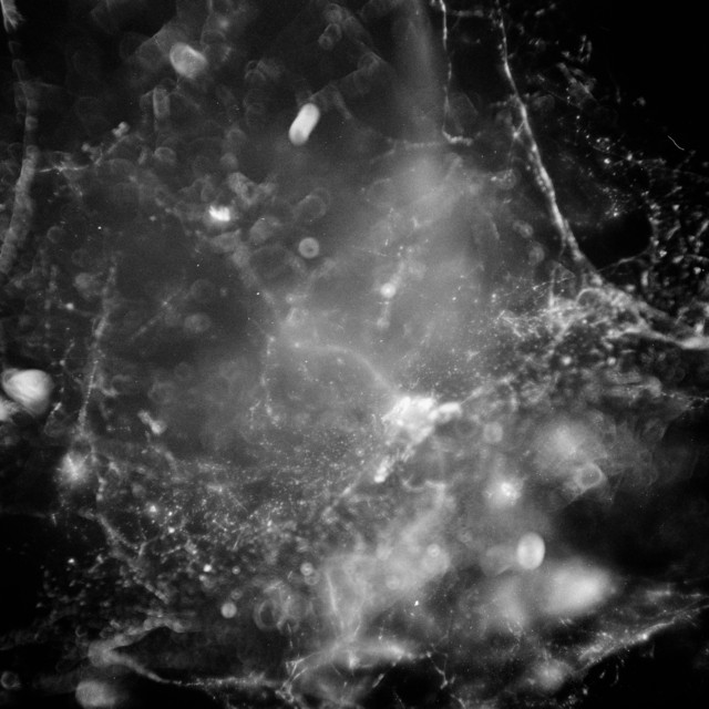 Atomos (single)