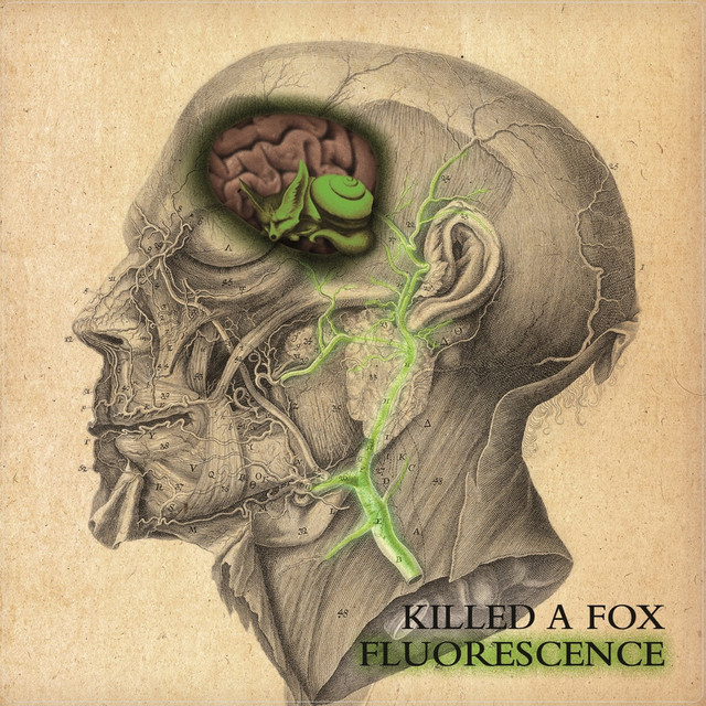 Fluorescence cover