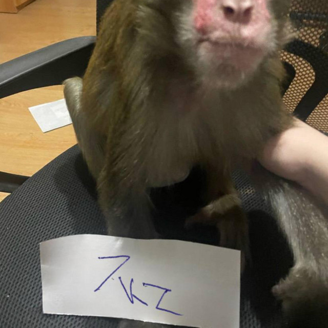 7kz
