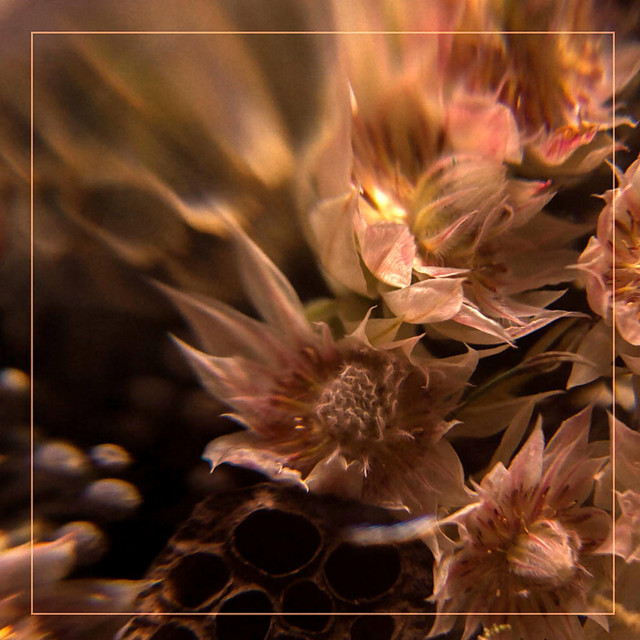 Ellipsis