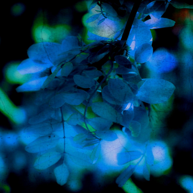 Last leaf is falling (single)