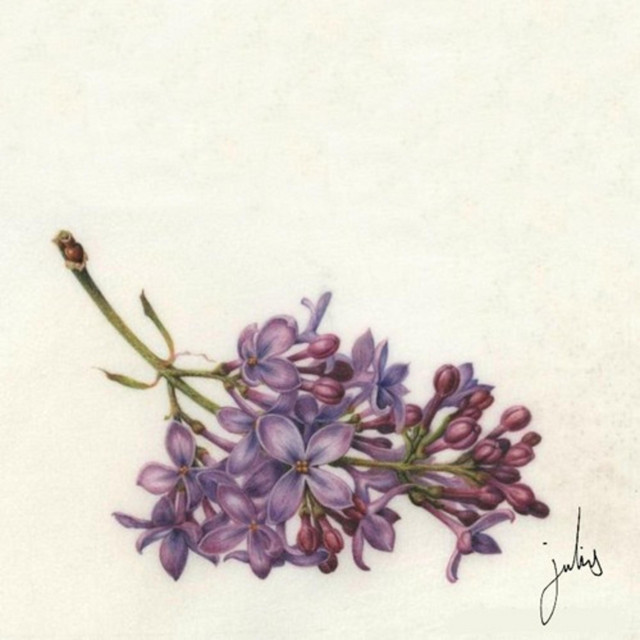 Lilac
