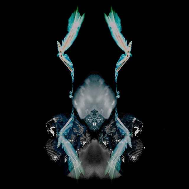 Thanatoid Butterfly cover art