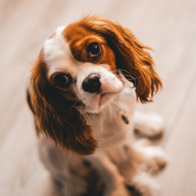 Calming Sounds For Dogs | Sleep cover art