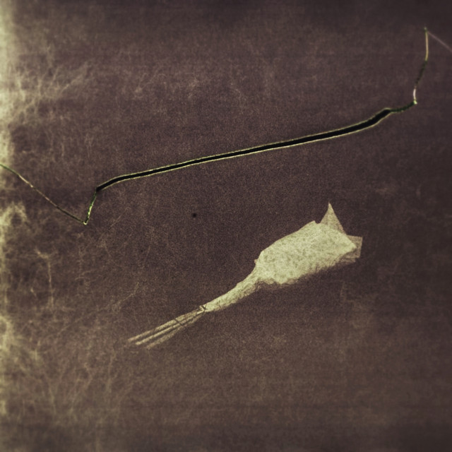 Cover art: Leaves — eustoma