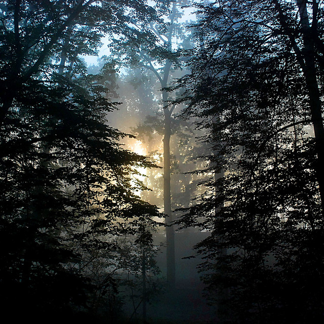 Deep Forest River Noise cover art