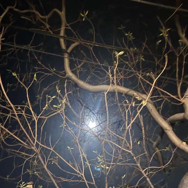 everysinglenight cover art
