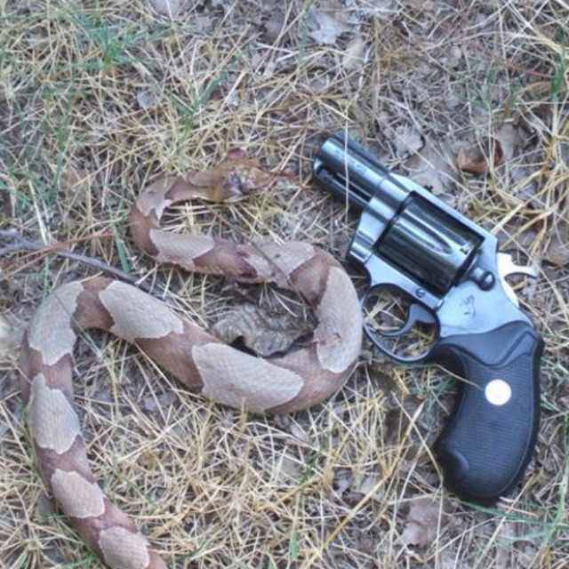 These Snakes cover