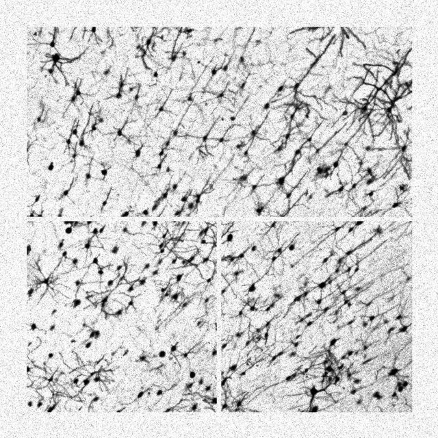 Biological Optimization cover art