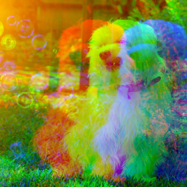 Music for The Loyalest Dog (Bossa Guitar Trio with Jazz Organ) cover art