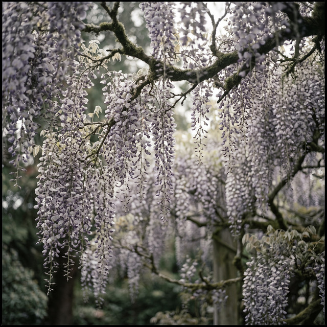 Hakanai
