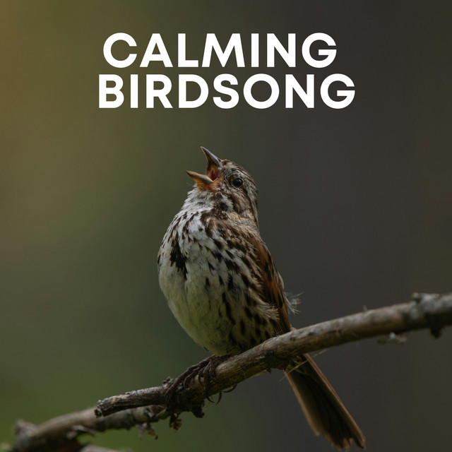 Nature's Melody: Calming Birdsong