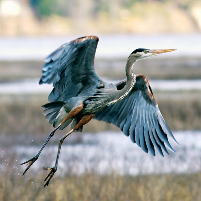 Alleen de reiger