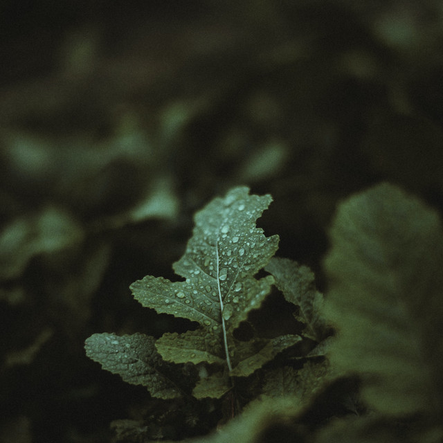 2022 Serene Sleepy Sessions cover art