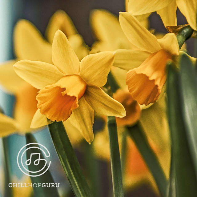 Daffodils