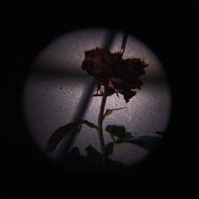 Rose cover art