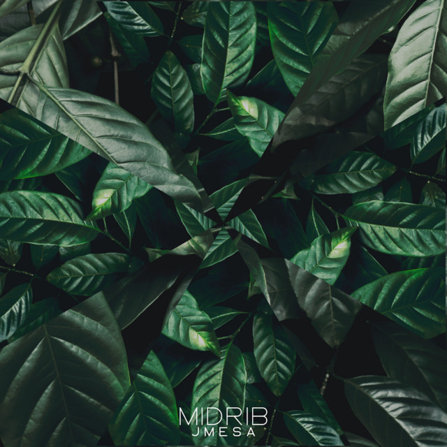 Midrib cover art