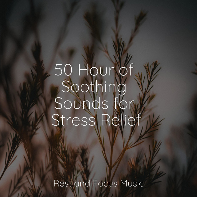 50 Hour of Soothing Sounds for Stress Relief - Album by Ambient Forest ...