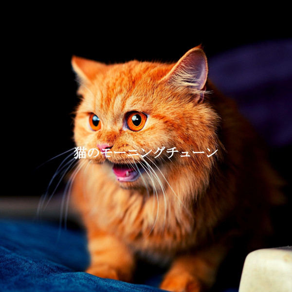 猫のモーニングチューン cover art