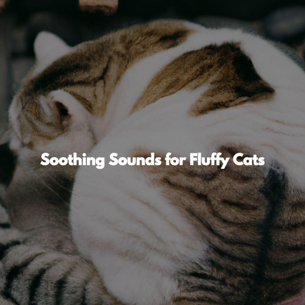 Soothing Sounds for Fluffy Cats - Album by Ontspannende Muziek | Spotify