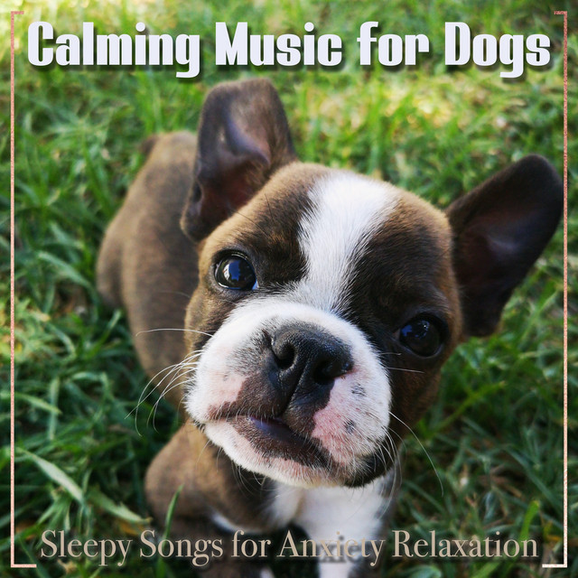 Calming Music for Dogs: Sleepy Songs for Anxiety Relaxation cover art