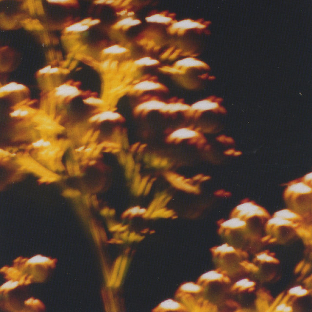 nandina cover art