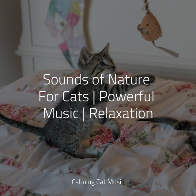 Sounds of Nature For Cats | Powerful Music | Relaxation - Album by Jazz ...