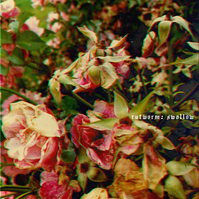 Swallow cover art