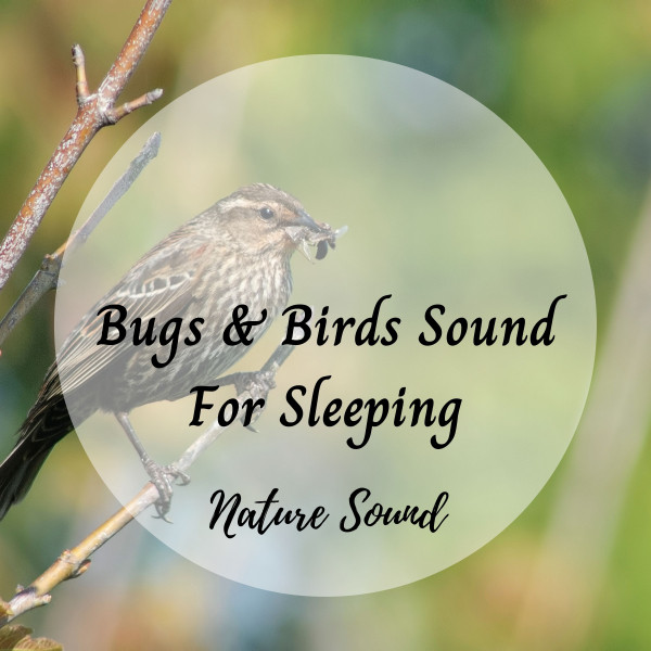 Nature Sound: Bugs & Birds Sound For Sleeping - Album by Calm Music ...