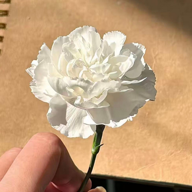 林先仙