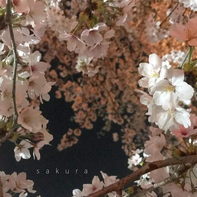Sakura cover art