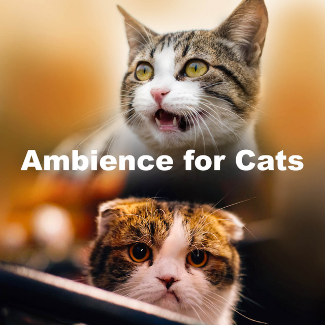 Ambience for Cats cover art