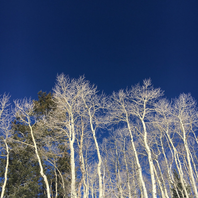 Wilderness