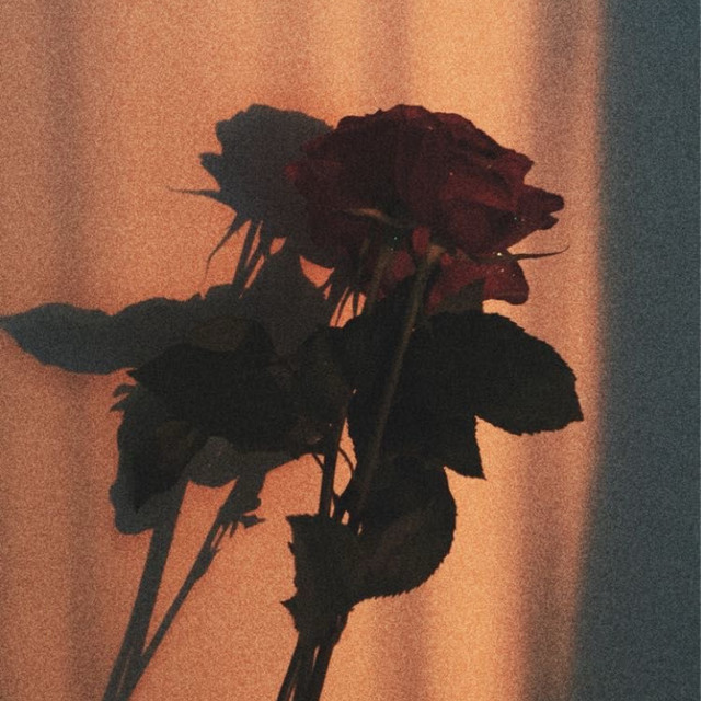 ROSENBLÄTTER