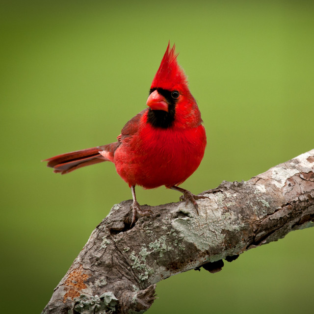 緑の音 Song By 森の鳥 自然音保護区 サウンドオブネイチャーゾーン Spotify