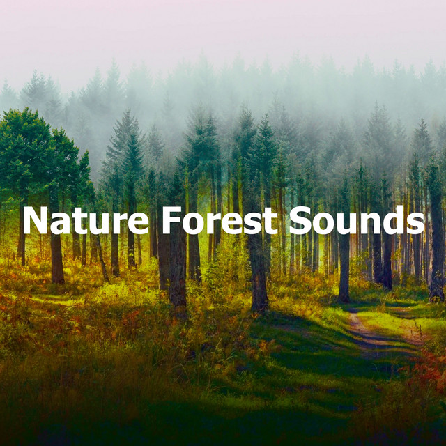Nature Forest Sounds cover art