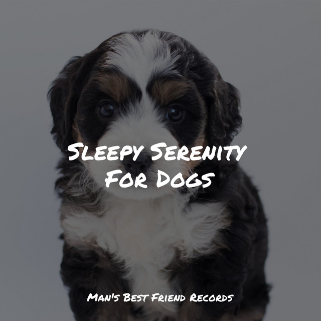 Sleepy Serenity For Dogs - Album by Calm Doggy | Spotify