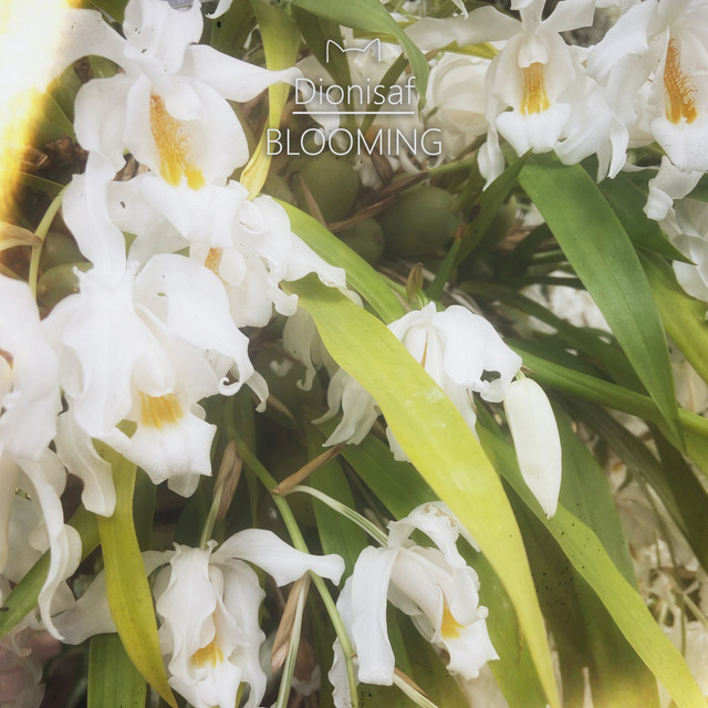 Blooming cover art