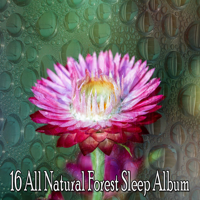 16 All Natural Forest Sleep Album - Album by Nature Sounds Artists ...