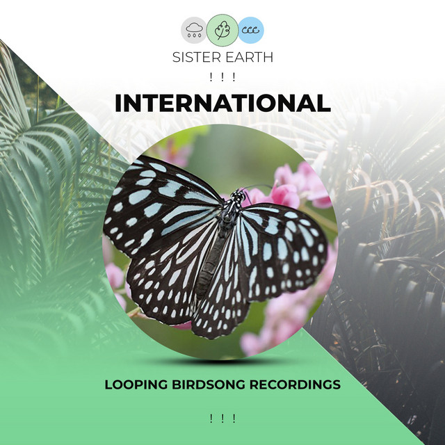 Looping International Birdsong Recordings ! ! ! - Album by Rainforest ...