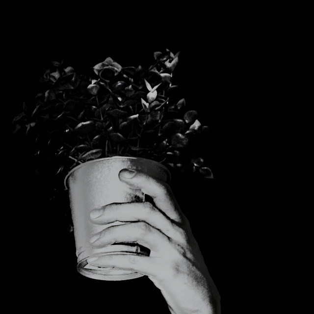 Обкладинка: Depressaria Depressana — Myaso Rave