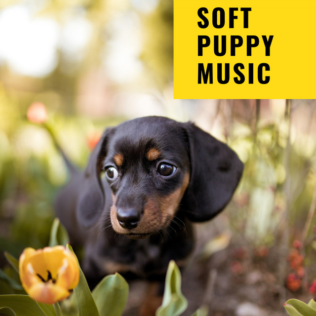 Soft Puppy Music cover art
