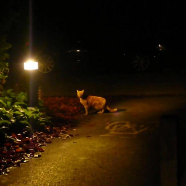 nuisance! cover art