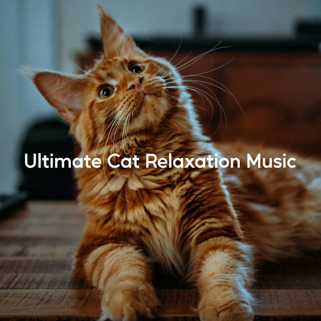 Ultimate Cat Relaxation Music