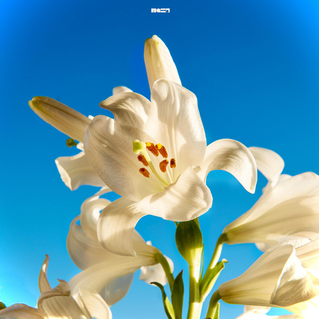 Lily cover art