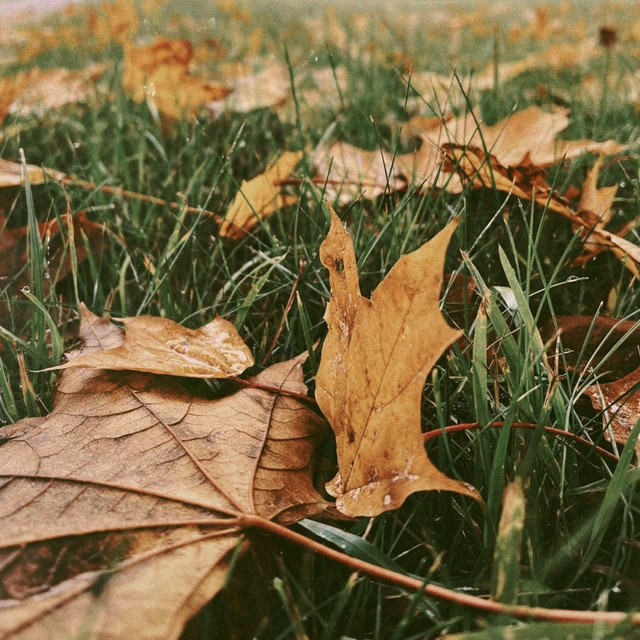 Autumn Fall - Single by Unknown Hobo | Spotify